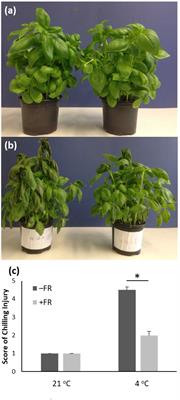 Improved chilling tolerance in glasshouse-grown potted sweet basil by end-of-production, short-duration supplementary far red light